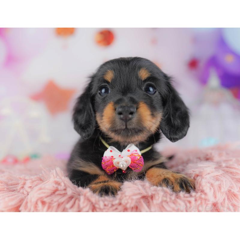 販売中の千葉県のカニンヘンダックスフンド(ロングヘアード)-428716の13枚目