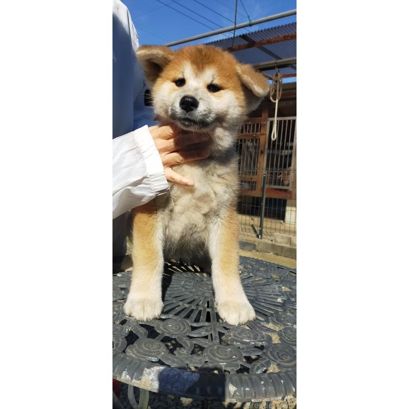 販売中の茨城県の秋田犬-428411の6枚目