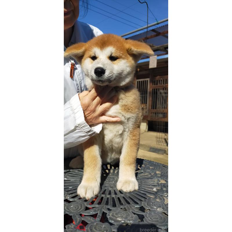販売中の茨城県の秋田犬-428411の4枚目