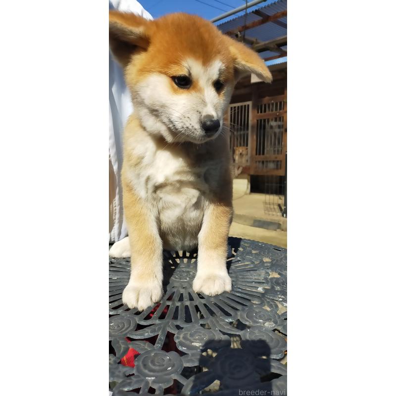 販売中の茨城県の秋田犬-428411の2枚目