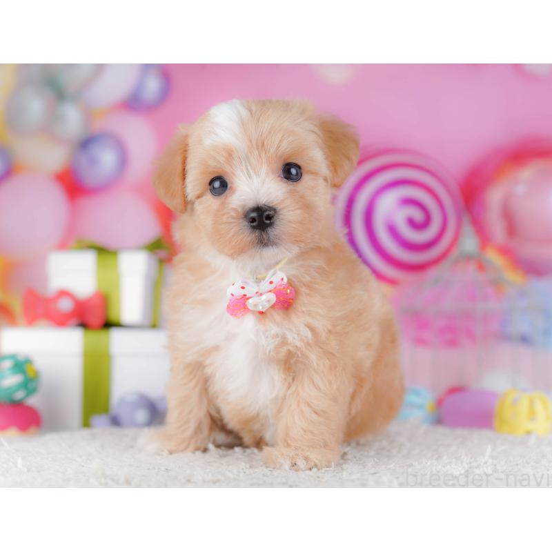 販売中の千葉県のマルプー:マルチーズ×トイプードル-428715の10枚目