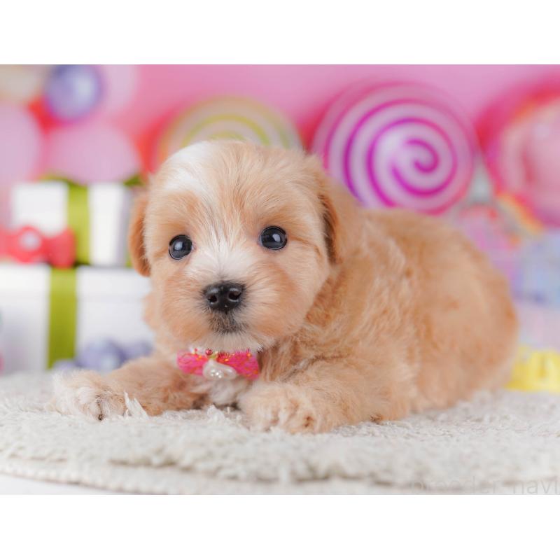 販売中の千葉県のマルプー:マルチーズ×トイプードル-428715の9枚目