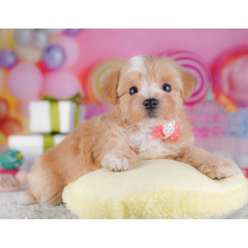 販売中の千葉県のマルプー:マルチーズ×トイプードル-428715の7枚目