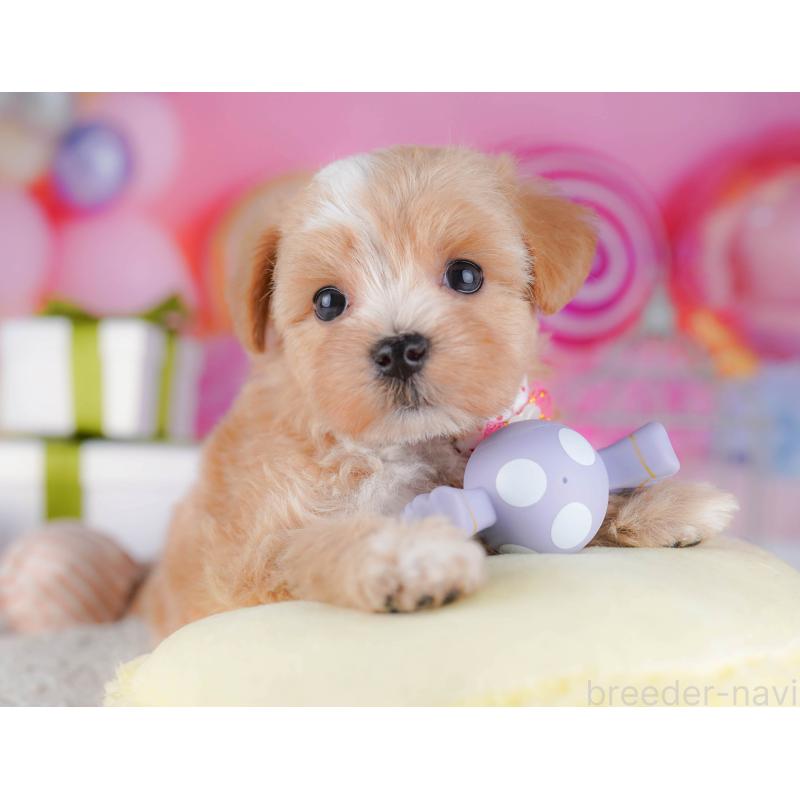 販売中の千葉県のマルプー:マルチーズ×トイプードル-428715の6枚目