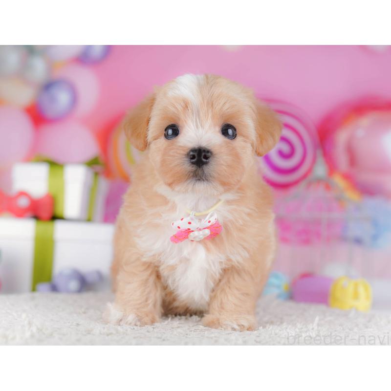 販売中の千葉県のマルプー:マルチーズ×トイプードル-428715の5枚目