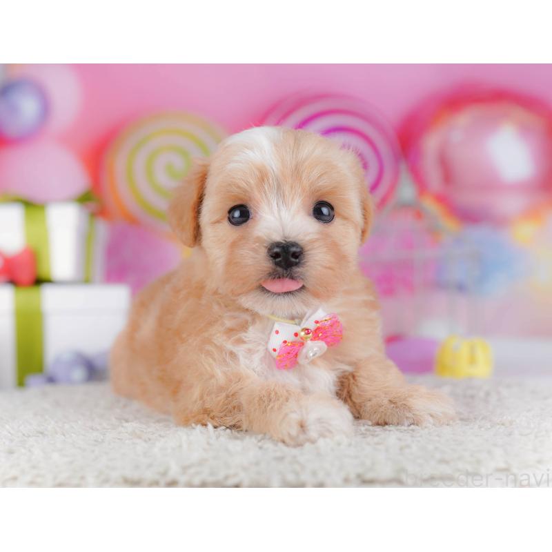 販売中の千葉県のマルプー:マルチーズ×トイプードル-428715の4枚目