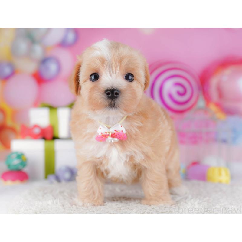 販売中の千葉県のマルプー:マルチーズ×トイプードル-428715の3枚目