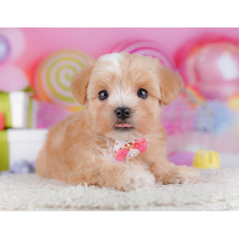 販売中の千葉県のマルプー:マルチーズ×トイプードル-428715の2枚目