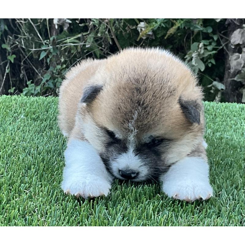 販売中の岐阜県の秋田犬-428410の12枚目