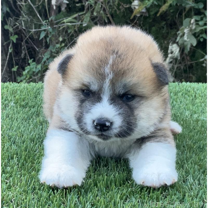 販売中の岐阜県の秋田犬-428410の11枚目