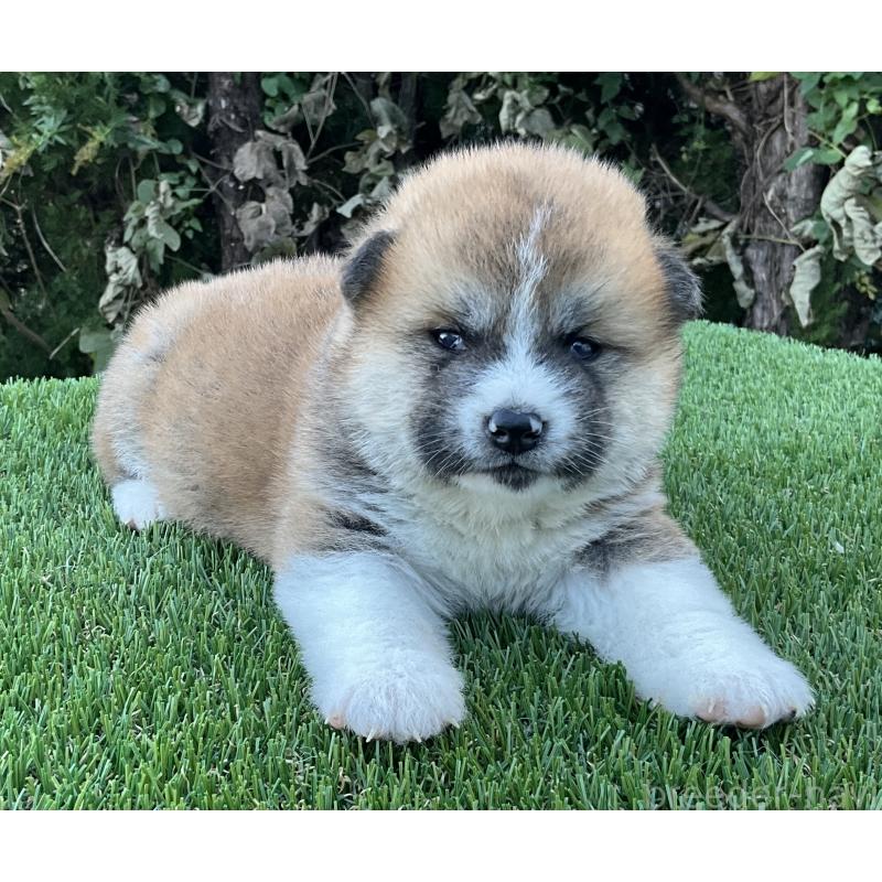 販売中の岐阜県の秋田犬-428410の10枚目