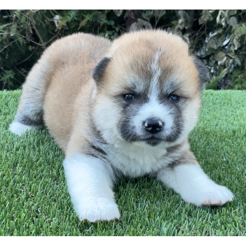 販売中の岐阜県の秋田犬-428410の9枚目