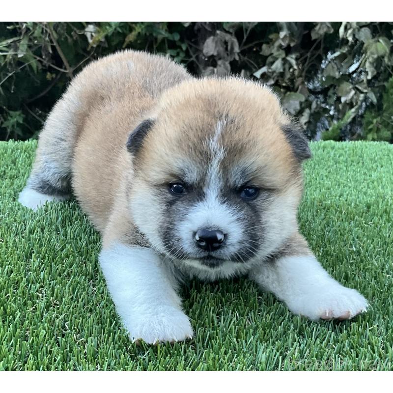 販売中の岐阜県の秋田犬-428410の8枚目