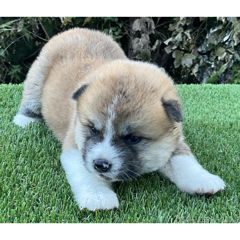 販売中の岐阜県の秋田犬-428410の7枚目