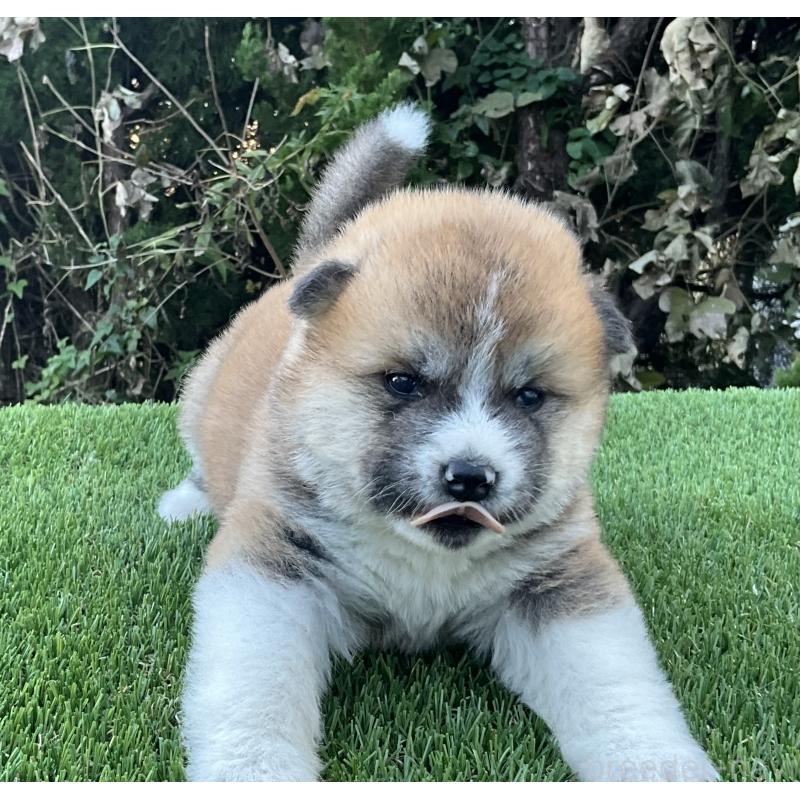 販売中の岐阜県の秋田犬-428410の6枚目