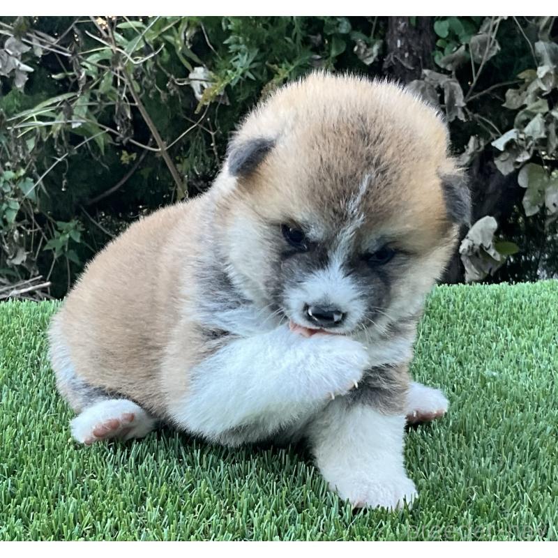 販売中の岐阜県の秋田犬-428410の5枚目