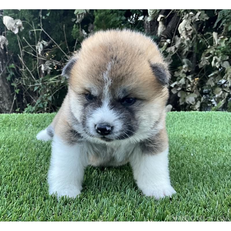 販売中の岐阜県の秋田犬-428410の4枚目