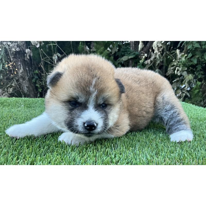 販売中の岐阜県の秋田犬-428410の3枚目