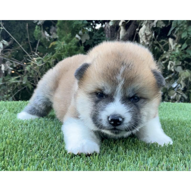 販売中の岐阜県の秋田犬-428410の2枚目