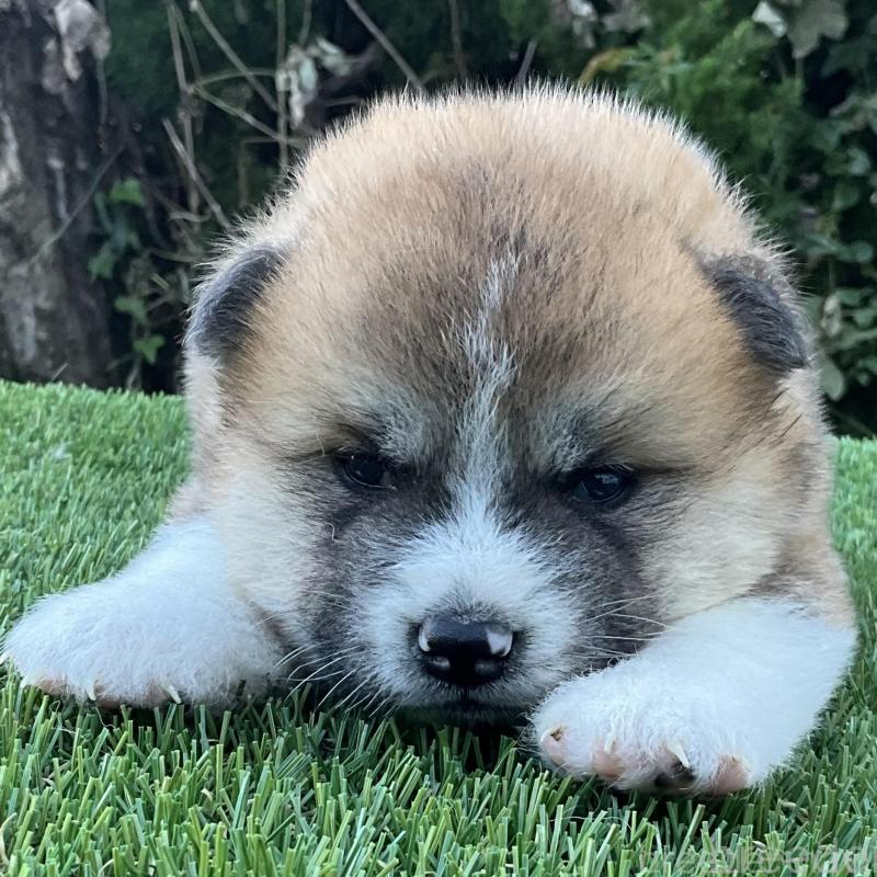 販売中の岐阜県の秋田犬-428410の1枚目