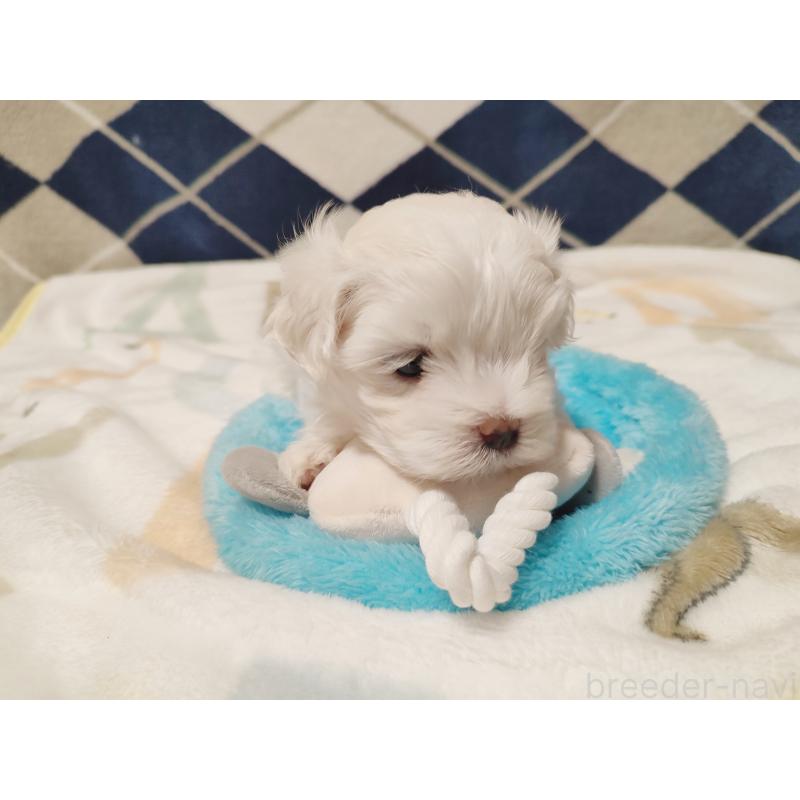 販売中の岡山県のキャバプー:キャバリア×トイプードル-428314の3枚目