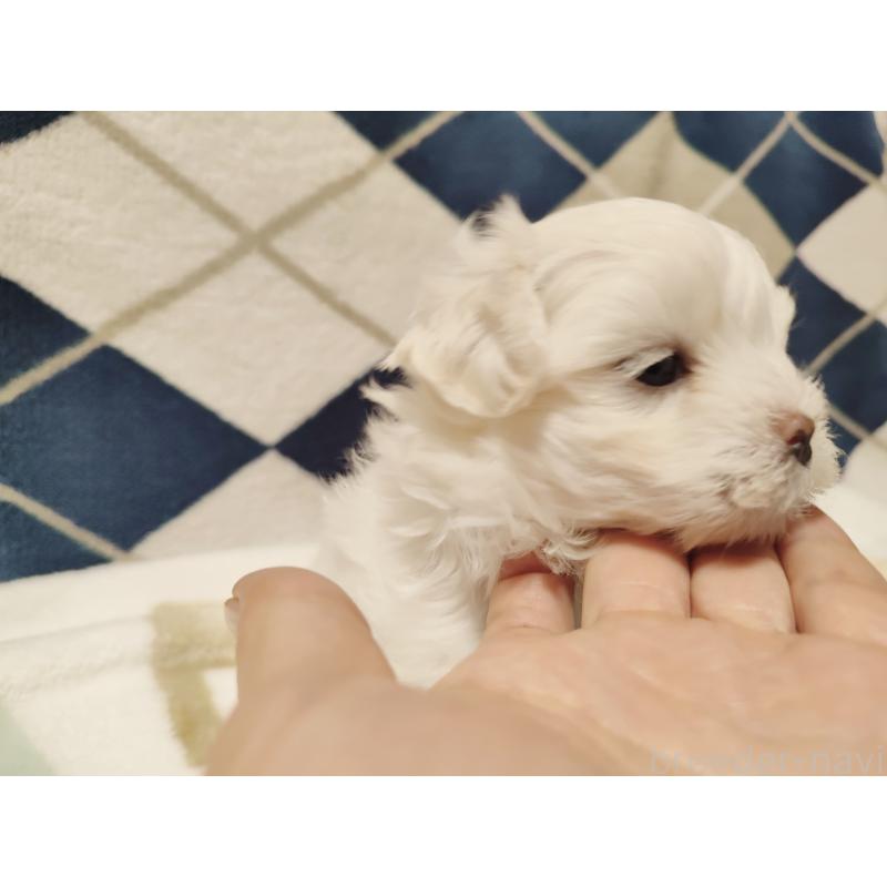 販売中の岡山県のキャバプー:キャバリア×トイプードル-428314の2枚目