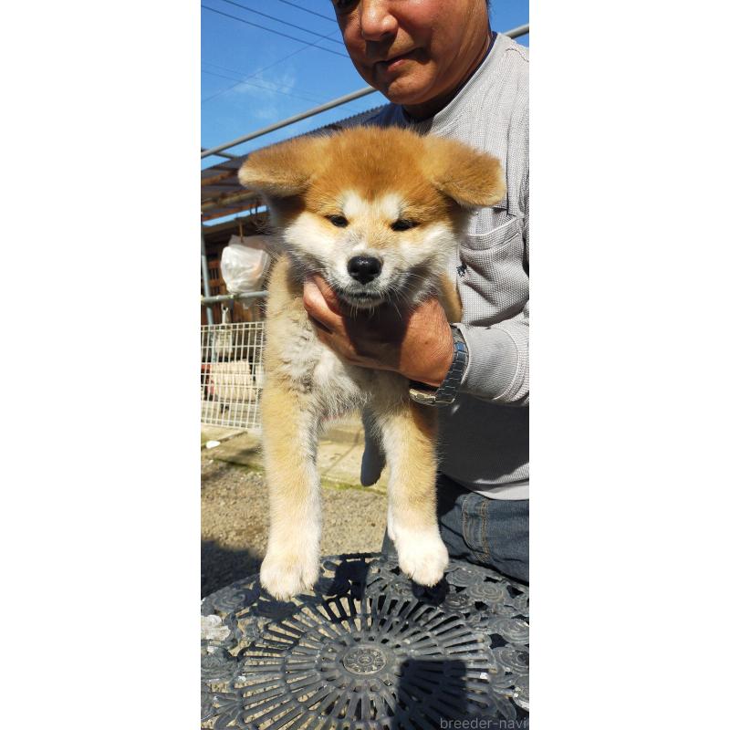 販売中の茨城県の秋田犬-428412の3枚目