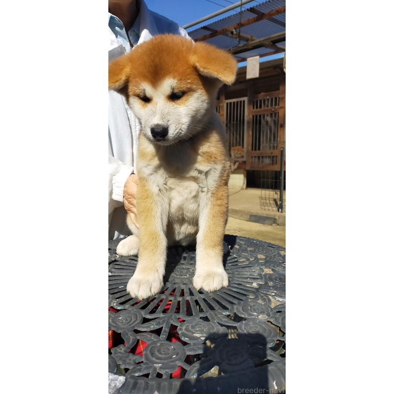 販売中の茨城県の秋田犬-428412の2枚目