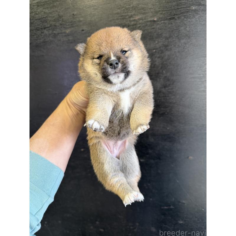 販売中の岡山県の豆柴-428413の10枚目