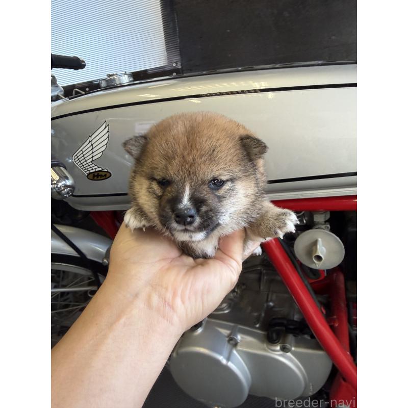 販売中の岡山県の豆柴-428413の8枚目