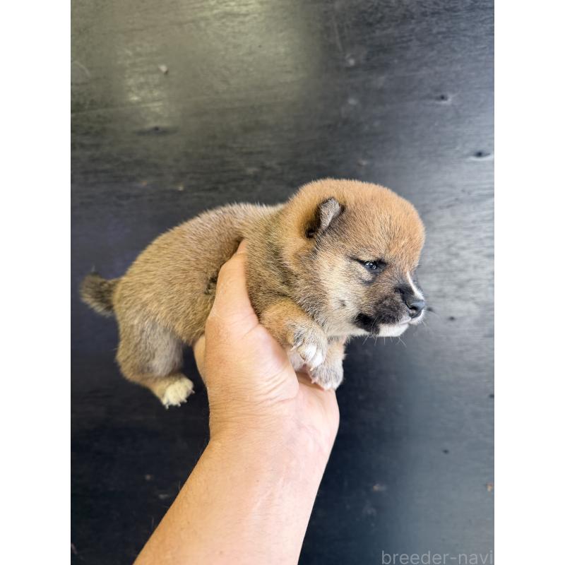 販売中の岡山県の豆柴-428413の7枚目