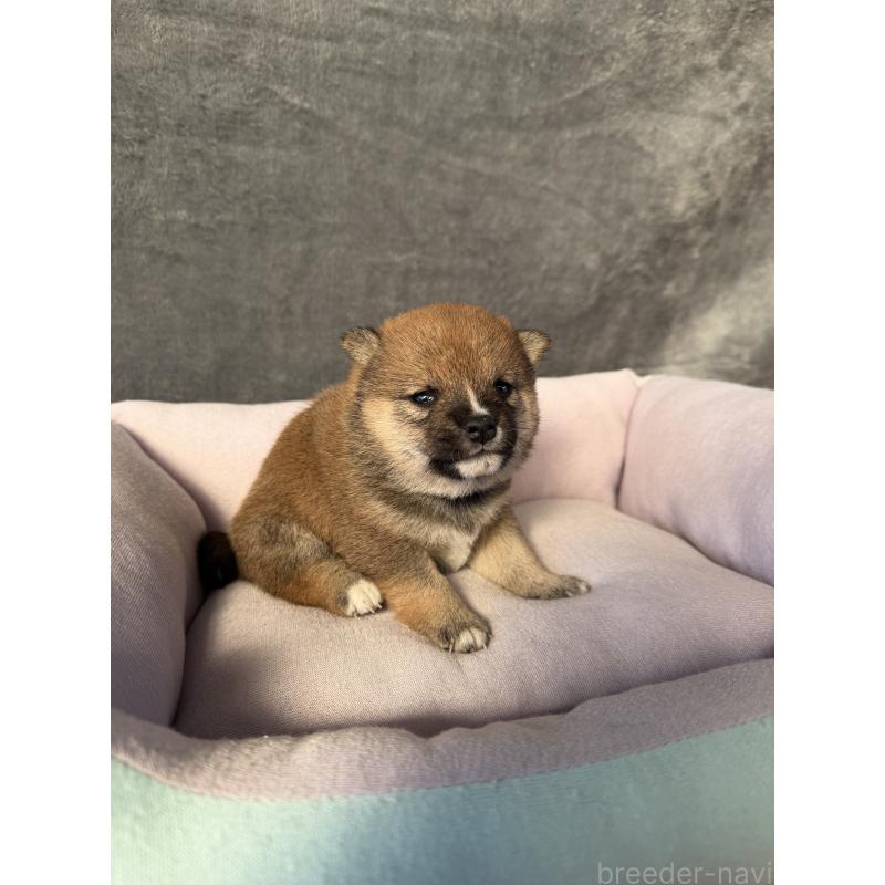 販売中の岡山県の豆柴-428413の6枚目