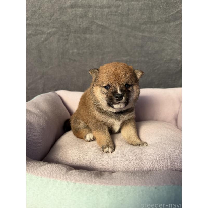 販売中の岡山県の豆柴-428413の5枚目