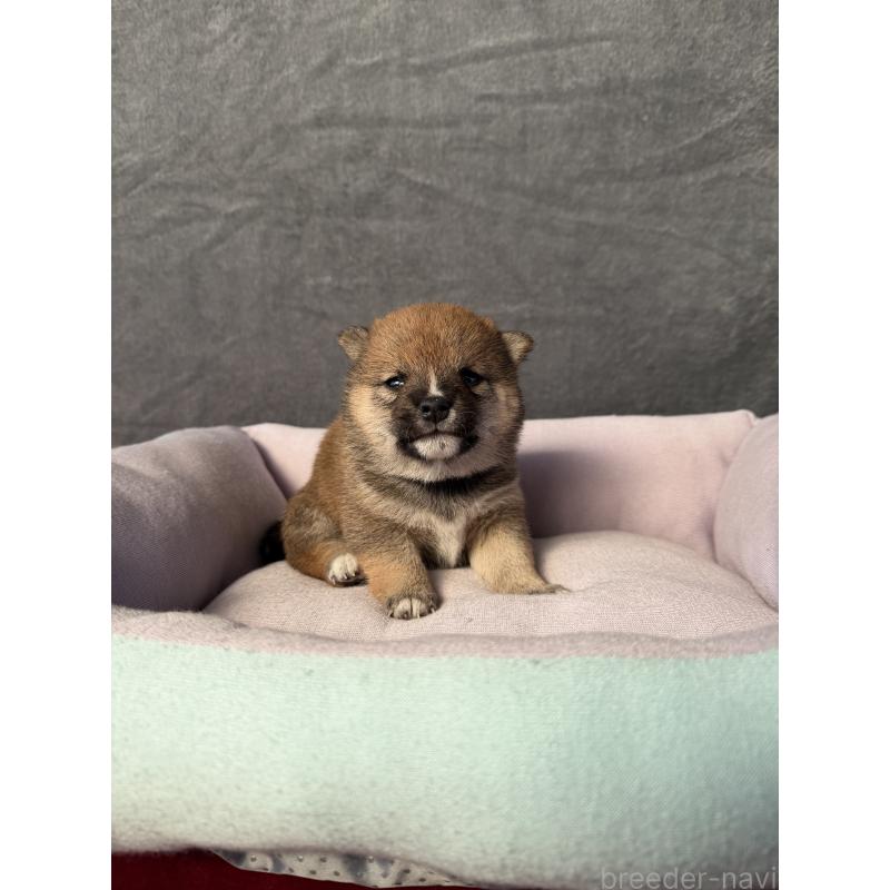 販売中の岡山県の豆柴-428413の4枚目