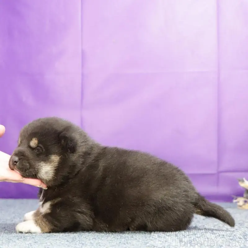 販売中の愛知県の柴犬-428414の3枚目