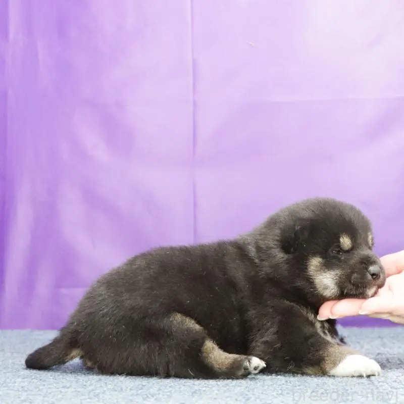 販売中の愛知県の柴犬-428414の2枚目