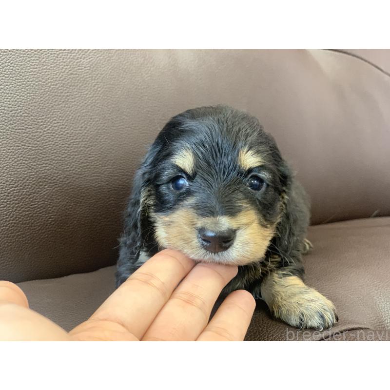 販売中の滋賀県のミニチュアダックスフンド(ロングヘアード)-428415の1枚目