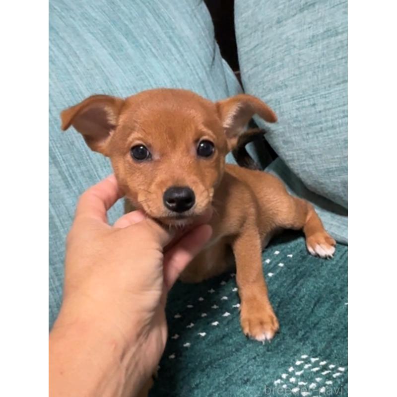 販売中の岡山県のミックス犬-422954の12枚目