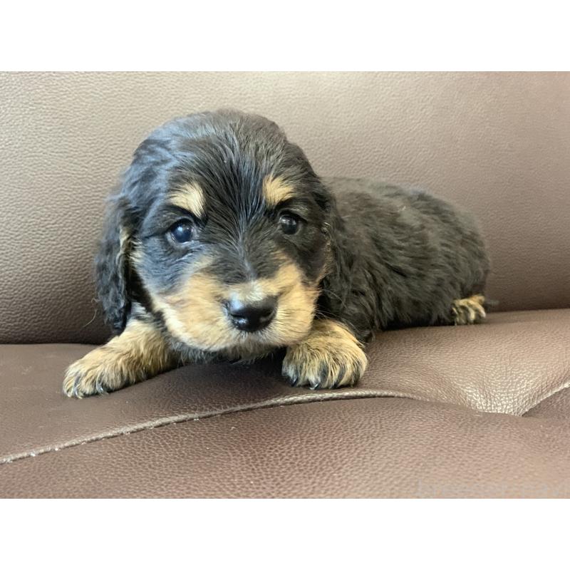 販売中の滋賀県のミニチュアダックスフンド(ロングヘアード)-428415の8枚目