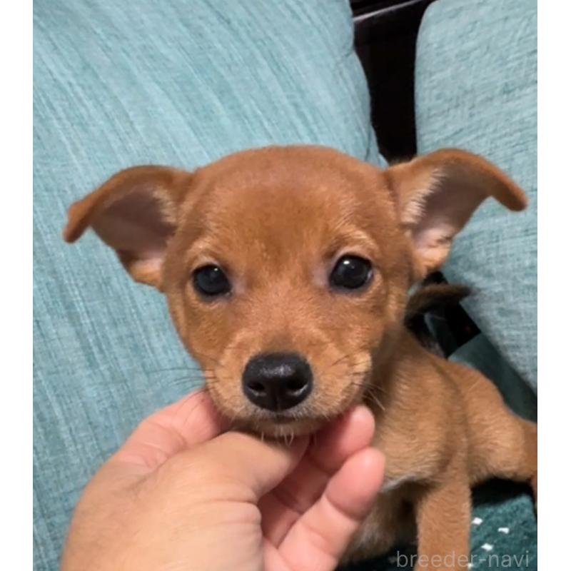 販売中の岡山県のミックス犬-422954の11枚目