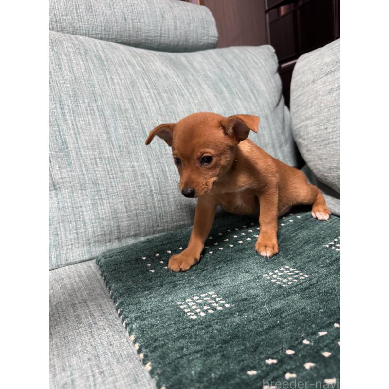 販売中の岡山県のミックス犬-422954の10枚目