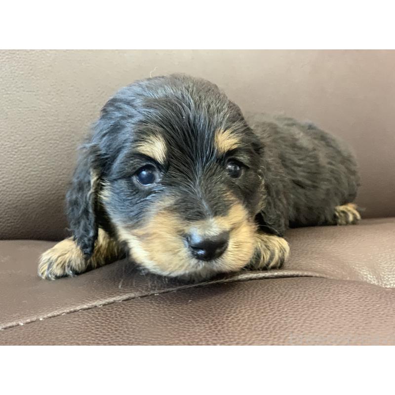 販売中の滋賀県のミニチュアダックスフンド(ロングヘアード)-428415の7枚目