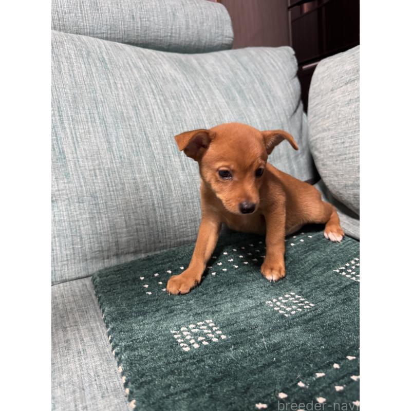 販売中の岡山県のミックス犬-422954の9枚目