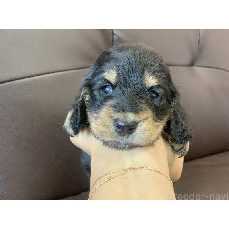 販売中の滋賀県のミニチュアダックスフンド(ロングヘアード)-428415の6枚目