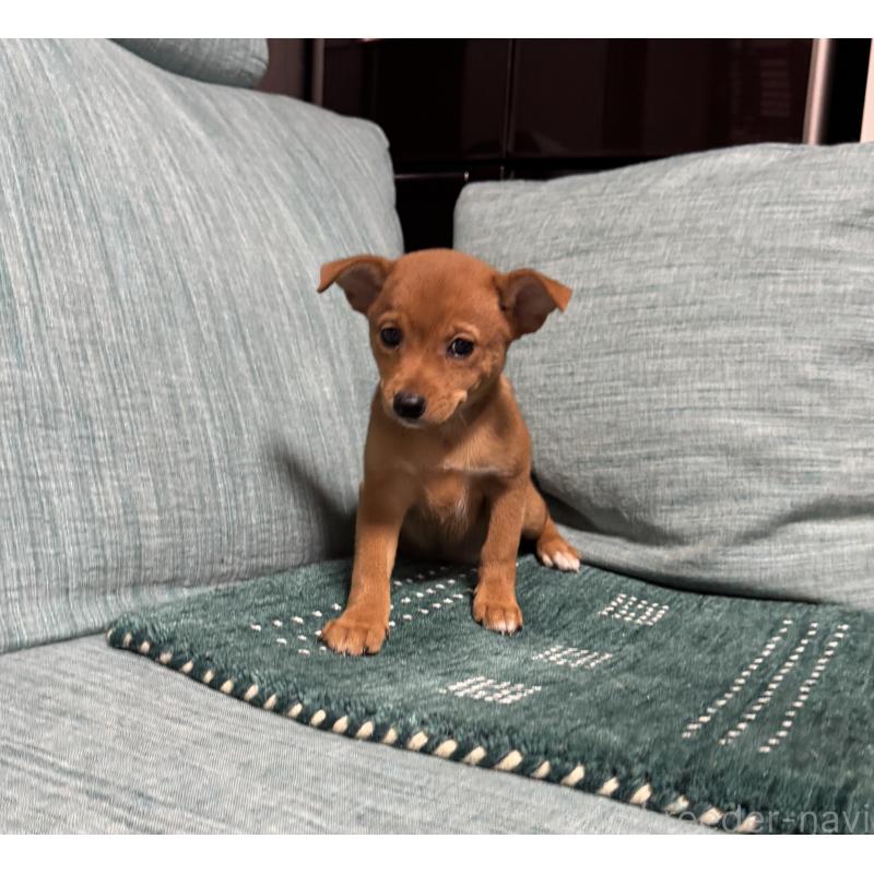 販売中の岡山県のミックス犬-422954の8枚目