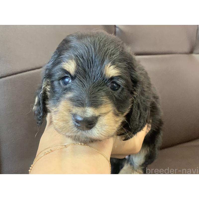 販売中の滋賀県のミニチュアダックスフンド(ロングヘアード)-428415の5枚目