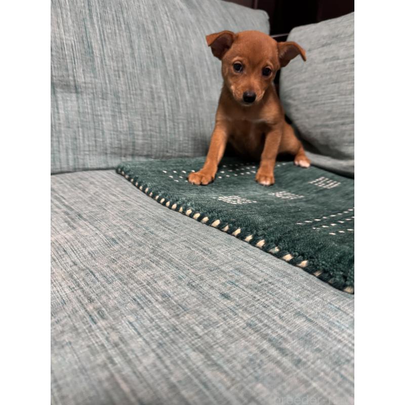 販売中の岡山県のミックス犬-422954の7枚目