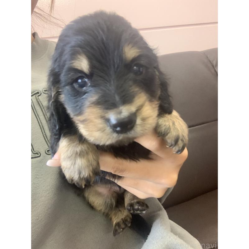 販売中の滋賀県のミニチュアダックスフンド(ロングヘアード)-428415の4枚目