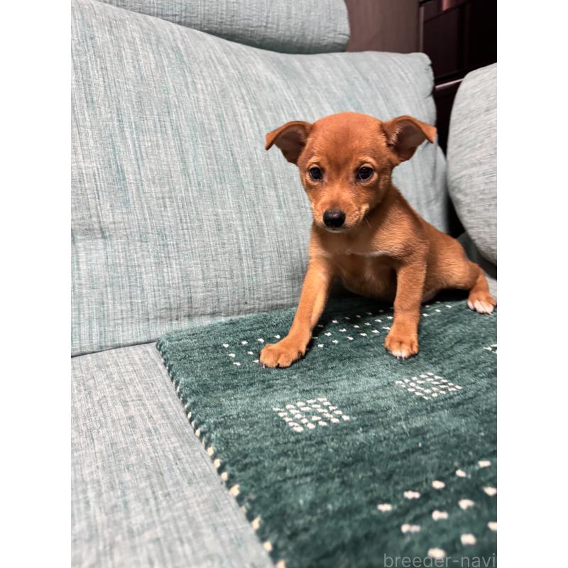 販売中の岡山県のミックス犬-422954の6枚目