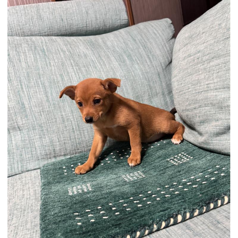 販売中の岡山県のミックス犬-422954の5枚目